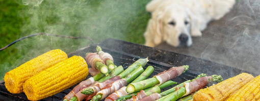 Can Dogs Eat Corn Is Corn a Safe Treat for Dogs Purina